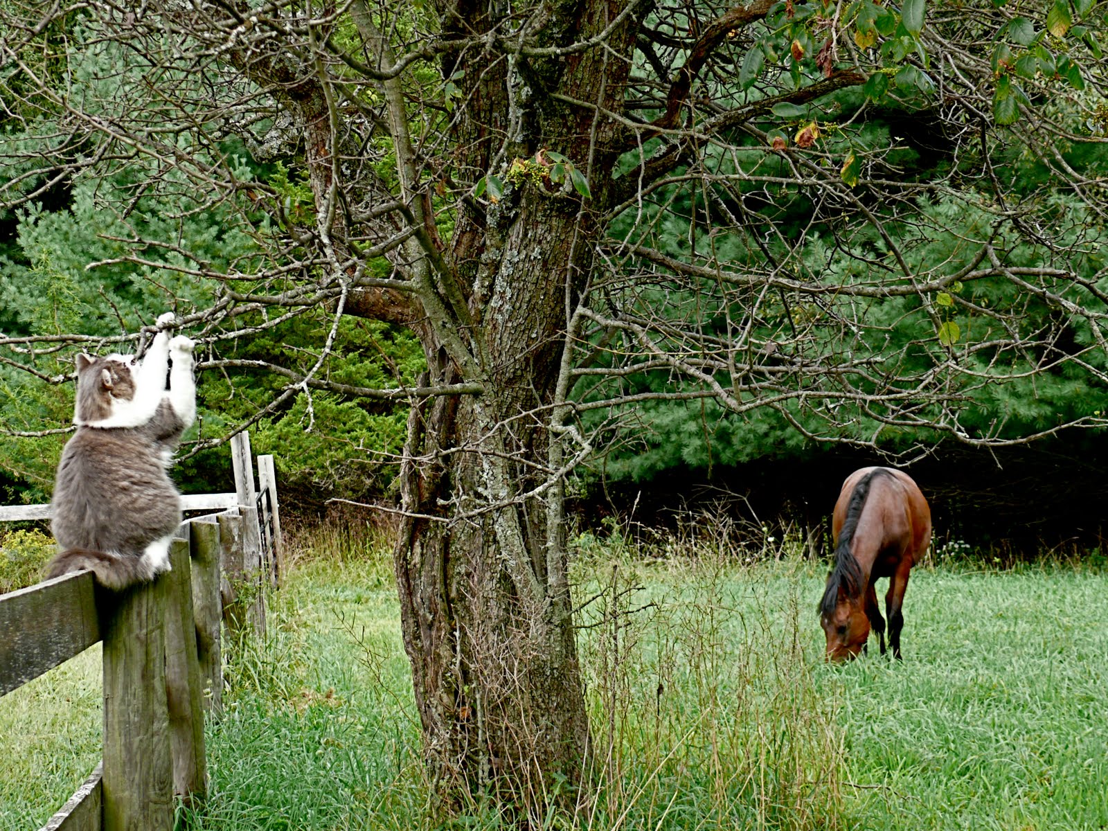 gestione naturale del cavallo domestico